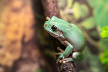 Australian Blue Tree Frog (White's Tree Frog) in Home Terrarium. Reptile Pet Care at Home.