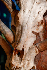 Close-up of animal skull and horns on display at Quai Branly Museum, Paris, France. Detailed view of natural bone texture, symbolism of death, nature, anthropology and animal remains