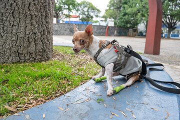 Disabled Dog Wearing Harness and Sweater Looks Toward Camera