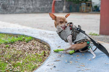 Close-Up of Small Dog with Disability on Park Bench