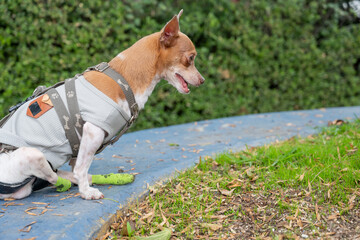 Attentive Dog in Green Socks and Harness in Urban Park