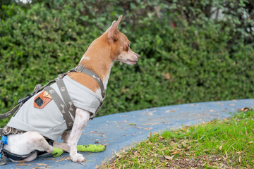 Focused Chihuahua Wearing Sweater and Harness Looks Forward