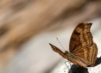 butterfly on a branch