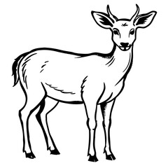 Fototapeta premium Deer standing gracefully in black and white line drawing style 