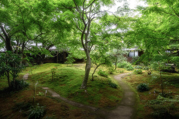 新緑の最勝寺
