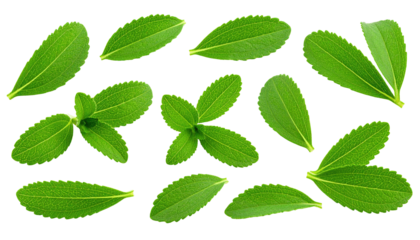 Close-up of vibrant green stevia leaves isolated on a transparent background.