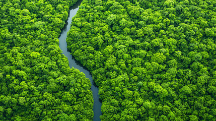 A winding river flows through a dense, vibrant green forest, creating a striking contrast between water and lush vegetation.