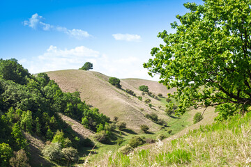 Sunlit panorama of Zagajicka brda in Serbia Deliblato Sands reserve shows grassy dunes, scattered...