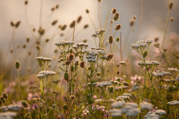 Selective blur on Wild white yarrow (Achillea millefolium) stands backlit in a summer meadow. Tight...