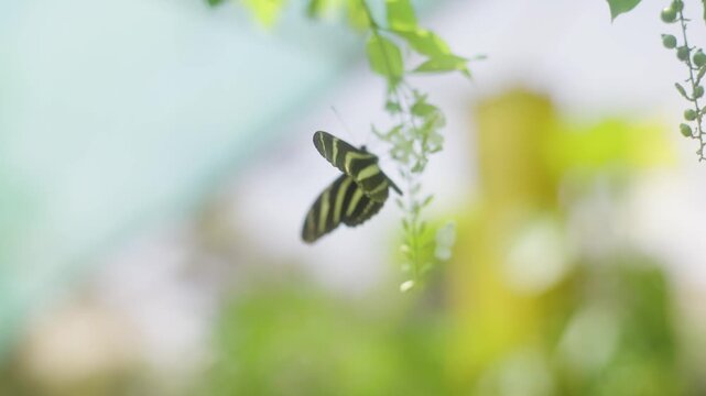 Zebra Butterfly Gracefully Feeding on Vibrant White Flowers in a Lush Garden.

