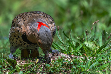 Northern flicker pecking in the grass, its crescent red spot on the back of its head.