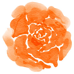 Watercolor orange rose flower illustration. Spring and summer theme