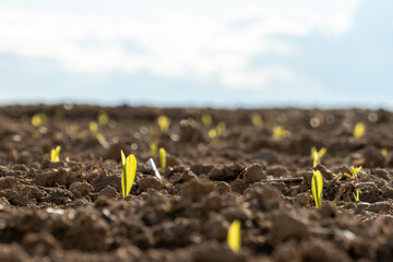 Bright green maize sprouts break through the dark earth in a fertile field, thriving under the warm...