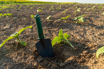 Sunflower seedlings are emerging from rich soil with a small gardening shovel placed beside them....