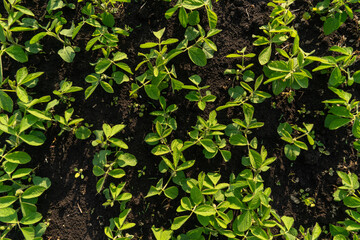 Lush green soy plants are thriving in fertile black soil, demonstrating healthy growth in an agricultural field under bright sunlight during midday