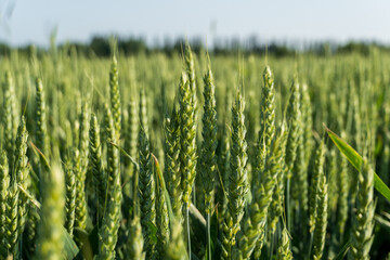 Rows of lush green wheat stalks stretch towards the sky under bright sunlight, highlighting the...