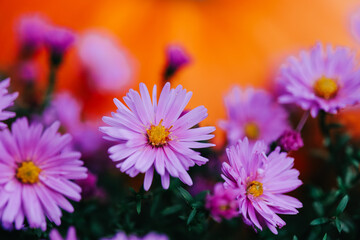 Closeup of Purple Aster Flowers in Bloom.Purple asters flowers in autumn garden. Autumn flower background.