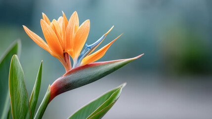 Close-up of exotic bird of paradise bloom in natural setting