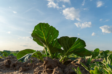 Newly sprouted beet plants rise from the fertile soil under a clear blue sky, reflecting the...