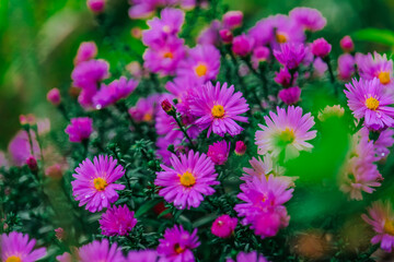 Autumn flowers in pink and purple tones. Autumn flower background.Close-Up of Pink and Purple...