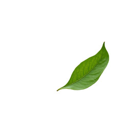 Obraz premium A single green leaf from a fresh plant is isolated on a white background, revealing its intricate texture and veins up close Png