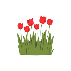 red tulips on white background