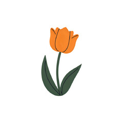 tulip flower isolated on white