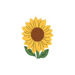 sunflower on white background