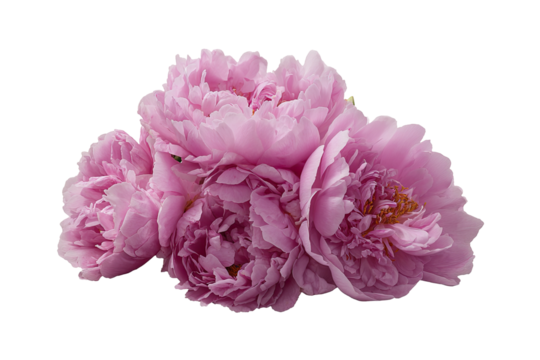 Close-up of delicate pink peonies (1)