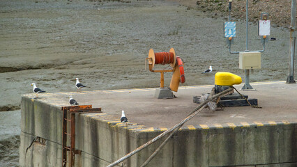 Seagulls rest on a harbor wall alongside mooring equipment. A tranquil coastal scene with maritime details