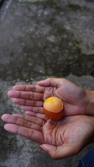 Woman's Hand Holding Cracked Chicken Egg with Intact Membrane