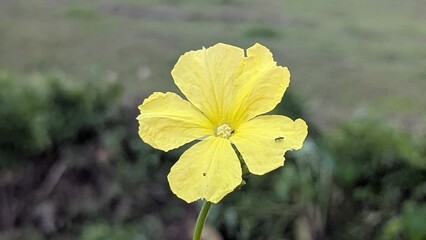 Bright Yellow Flower Blossom in Natural Setting close up captures the essence of springtime floral...