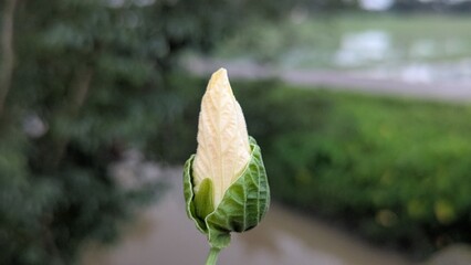 Close up of a Delicate Flower Bud with Textured Petals and Leafy Green Sepals Preparing to Bloom