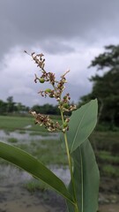 Close up of a unique flowering plant in a natural setting under cloudy skies providing a sense of...