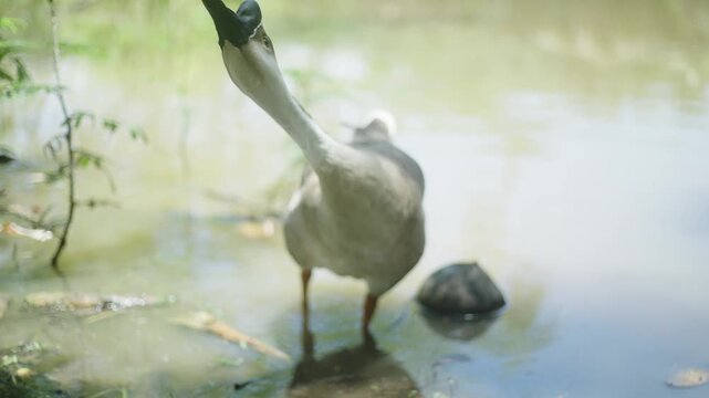 Powerful Slow Motion Close-up: Territorial Male Goose Fiercely Defending Its Domain on a Serene Lake.