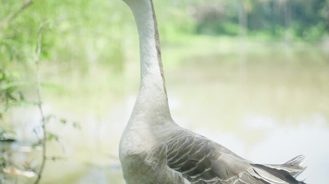 Vigilant Guardian: A Male Goose Aggressively Protecting Its Lakeside Territory, Showcased in Beautiful Slow Motion and Extreme Close-up.