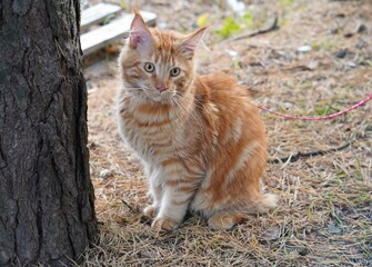 Ginger cat with striking stripes sits attentively beside a tree in a forest setting. The cat's...