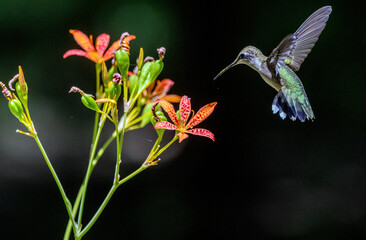 A Ruby-throated hummingbird nectaring on Blackberry Lily.