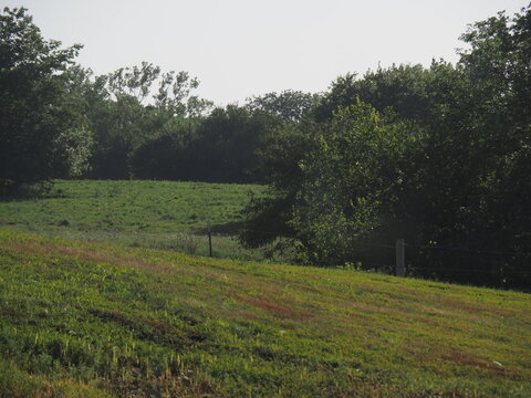 Rural Kansas Meadow with grass and trees.