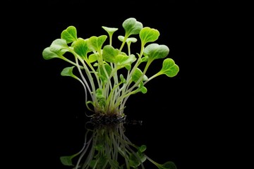 Obraz premium A microgreen is a young vegetable plant on a dark backdrop