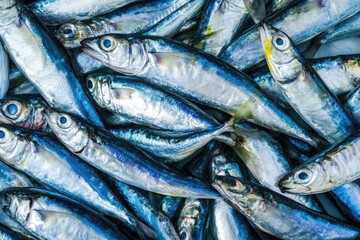 fresh sardines fish on the market