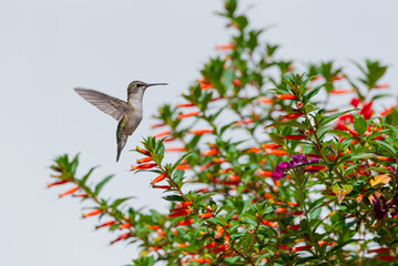 Hummingbird hovering over orange vermillionaire flowers in garden