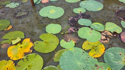 Siem Reap, Cambodia - 2 July 2025. Fading green and yellow lotus leaves rest on still water with...