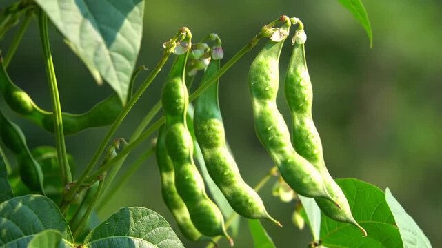 Green Mung Beans Hanging On A Branch In Sunlight With Leaves