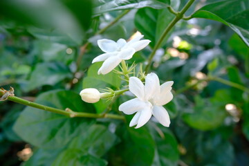 Close-Up of White Jasmine Flowers with Fresh Green Leaves in Lush Natural Garden Environment
