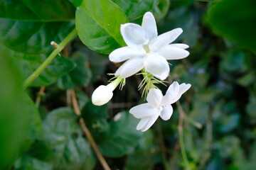 Selective Focus on White Jasmine Flower Blooming Among Green Leaves in Soft Natural Light