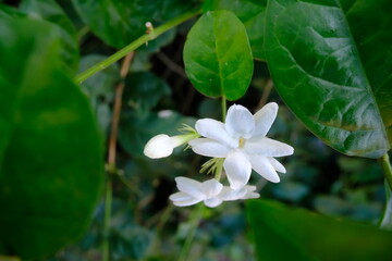 Close-Up of White Jasmine Bloom with Dew-Covered Petals and Lush Green Leaves in Natural...