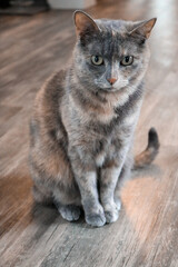 Cat Sitting on Wooden Floor at Home