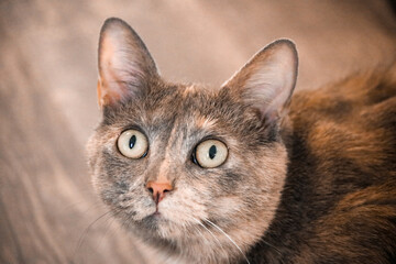 Close-Up Portrait of a Domestic Tortoiseshell Cat With Striking Green Eyes