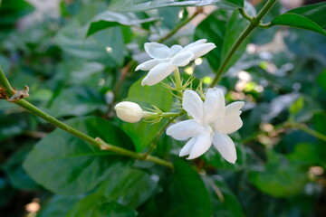 Close-Up of Blooming Jasmine Flowers with Green Leaves in Natural Light